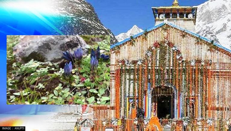 Rare Variety Of Flowers Near Kedarnath Temple Becomes 'tourist Attraction' In Uttarakhand