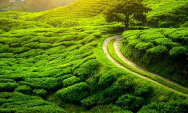 Darjeeling Tour Package mumbai