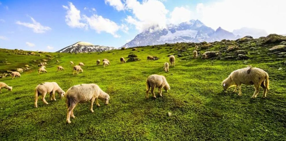 Dachigam National Park, Srinagar