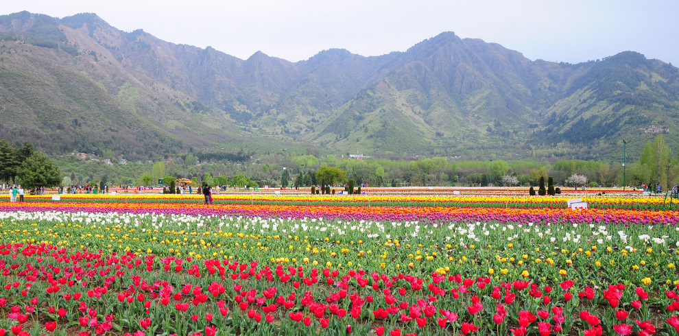 Mughal Gardens, Srinagar - Top Places to Visit in Srinagar and How to Reach Srinagar