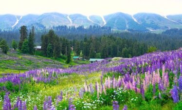 kashmir honeymoon tour package, kashmir honeymoon tour packages from Srinagar, kashmir tour package,