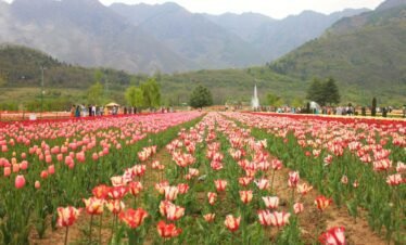 kashmir honeymoon tour package, kashmir honeymoon tour packages from Srinagar, kashmir tour package, (8)