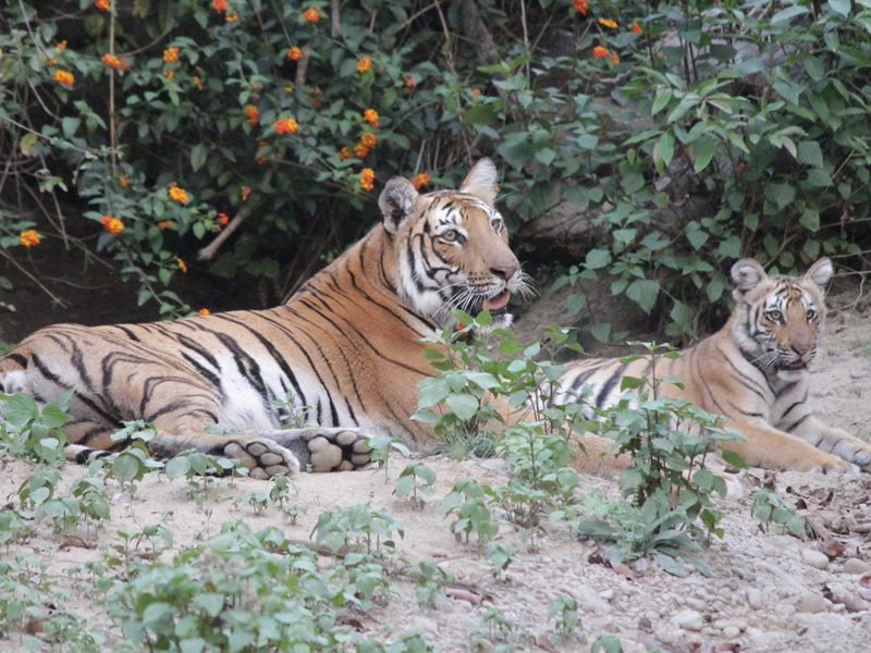 Top Places in Haridwar for Couples-A Energy Spot 82 Rajaji National Park Haridwar 2