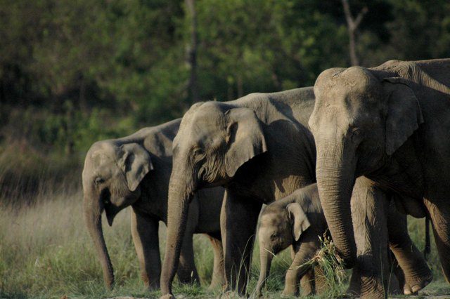 Rajaji National Park Haridwar 3